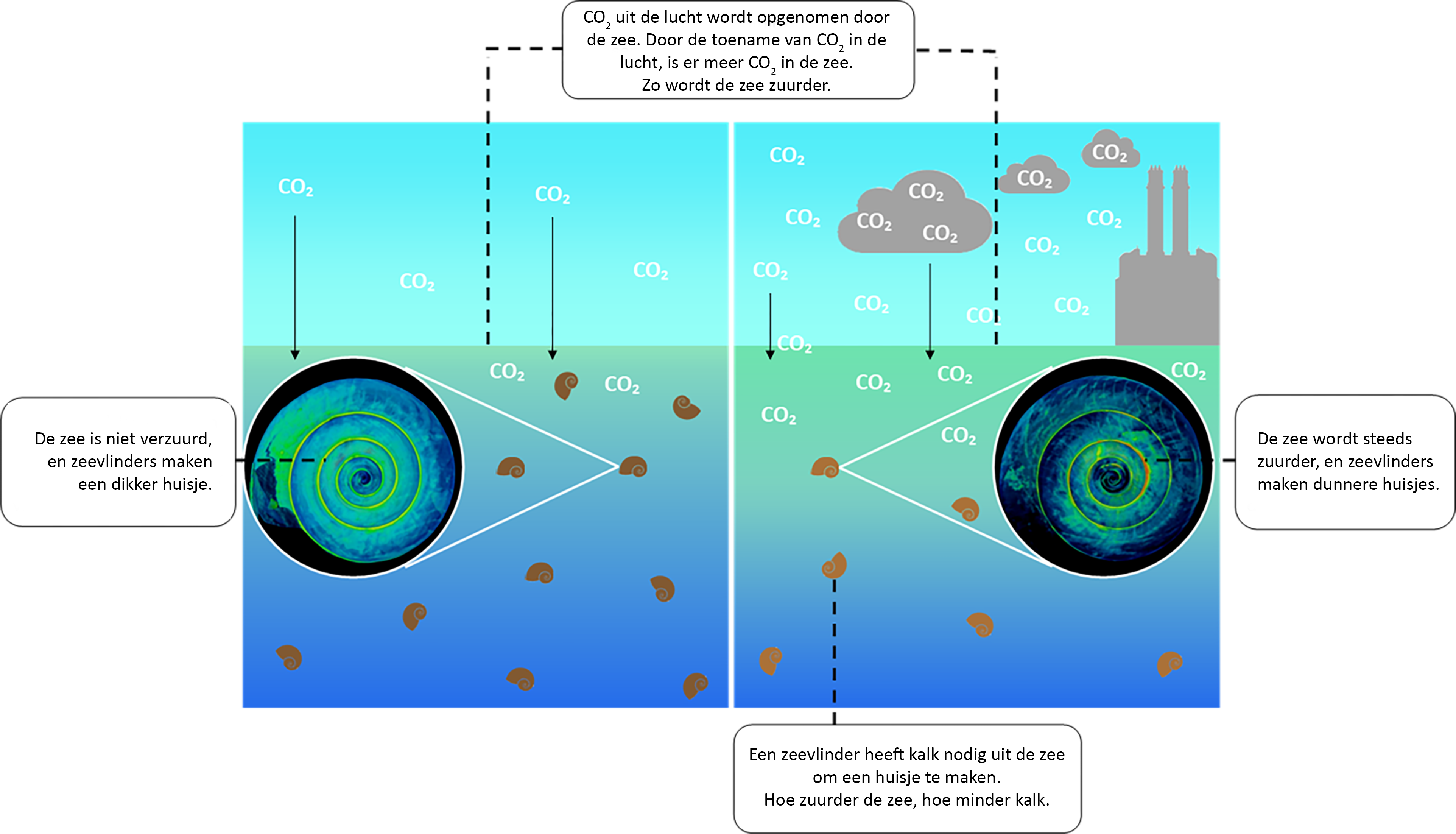 Een zuurder wordende oceaan | Natuurwijzer